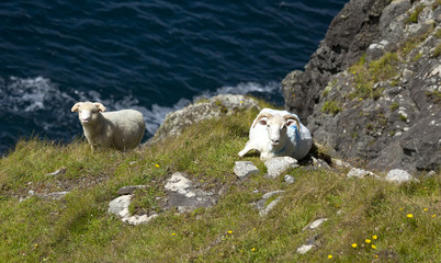 Goats in Dingle Peninsula, Ireland.