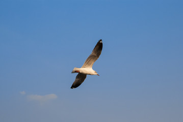 Seagull