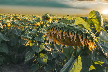 Sunflowers field with clouds at sunset