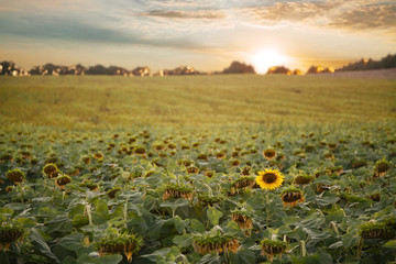 Fototapeta premium Sunflowers field with clouds at sunset