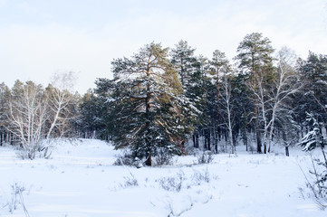 Birch and pine forest