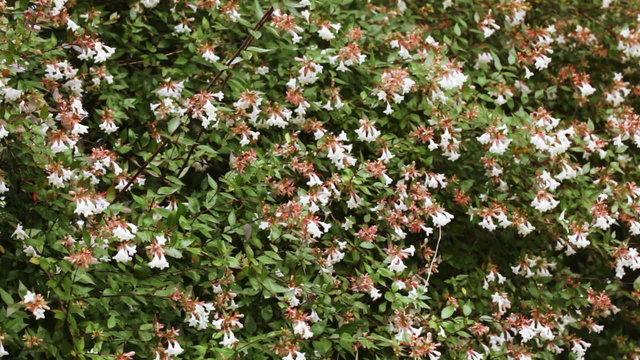 Abelia floribunda