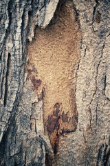 Tree bark texture