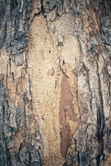 Tree bark texture
