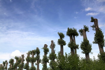 Peupliers.