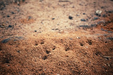 Ants nest