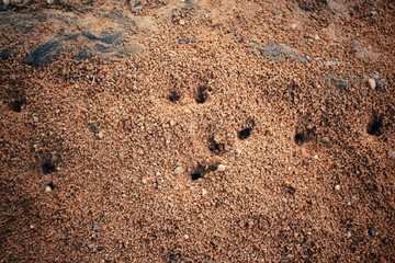 Ants nest