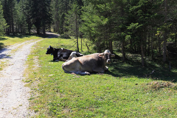 Eastern Karwendel High Mountains in Austria in Tyrol