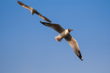 Seagull