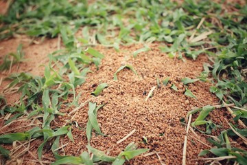 Ants nest