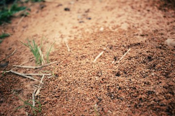 Ants nest