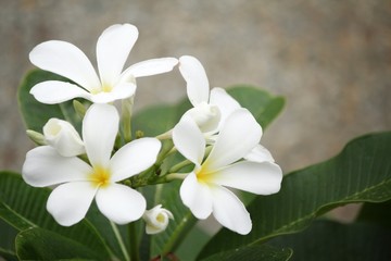 Obraz premium White frangipani flower on tree
