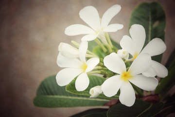 White frangipani flower on tree