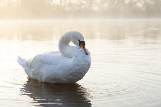 swan in the water in the morning
