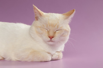 Closeup  Sleeping Ginger Cat on Purple