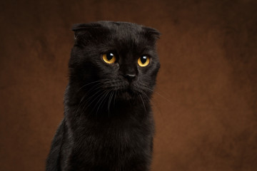 Closeup portrait of Grumpy Black Cat