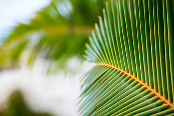 Fresh green palm tree leaves