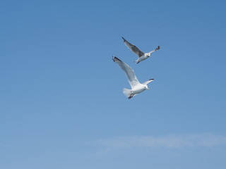  sea gulls