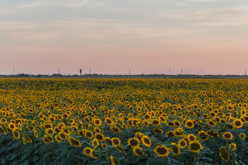 Obraz premium Sunflowers