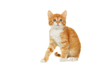 Kitten looking on white background