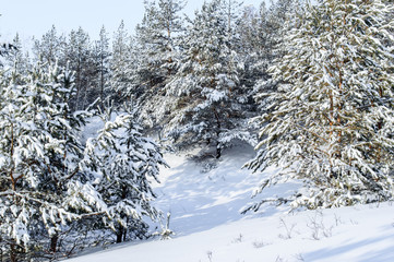 Birch and pine forest