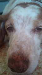 cane da caccia