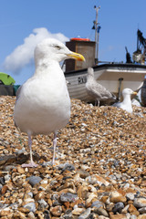 Seagull at the Stade
