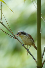 A Tiger Shrike with its prey