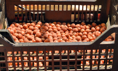 raccolta delle nocciole del Monferrato