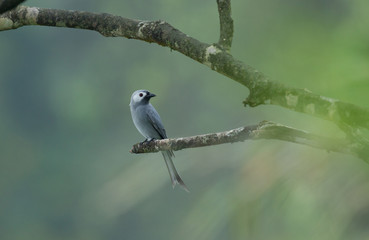 An Ashy Drongo perched on a dead branch