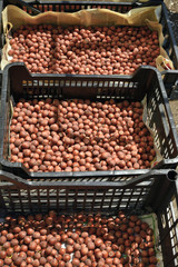 raccolta delle nocciole del Monferrato