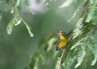 A Bianchi' Warbler in the sunlight