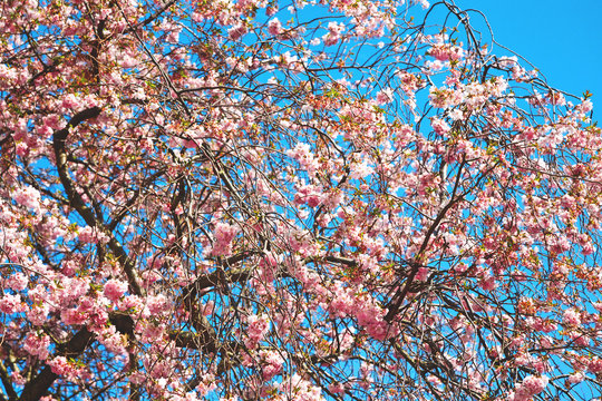 in london park the pink tree   blossom flowers natural