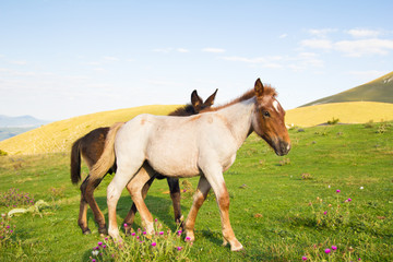 Obraz premium Cavalluccio in coppia con un asino