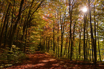 Sunny colorful autumn, forest road