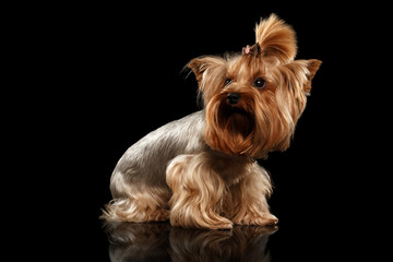 Closeup Yorkshire Terrier Dog Standing on Black Mirror