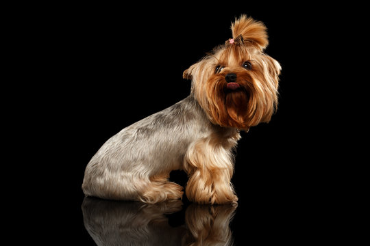 Closeup Yorkshire Terrier Dog Showing tongue on Black Mirror
