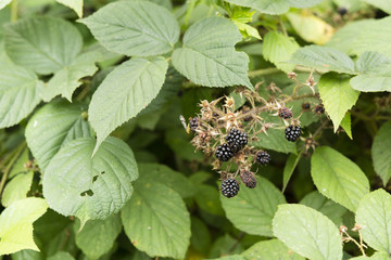 blackberry ripe fruit on the plant in the leaves