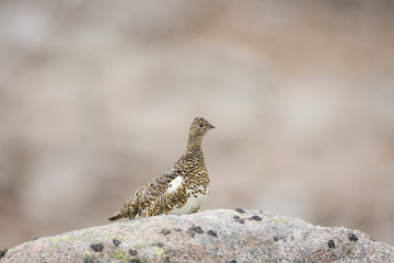 Female Ptarmigan.