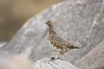 Female Ptarmigan Stood Looking Out From A Rock.