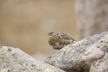 Female Ptarmigan At Rest On A Rock.