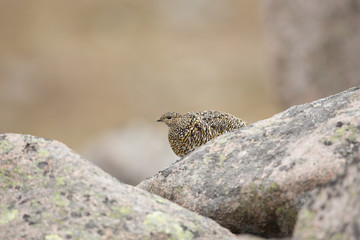 Female Ptarmigan Sitting On A Rock In The Cairngorms National Park.