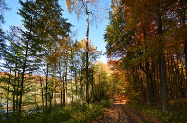 Sunny colorful autumn, forest road