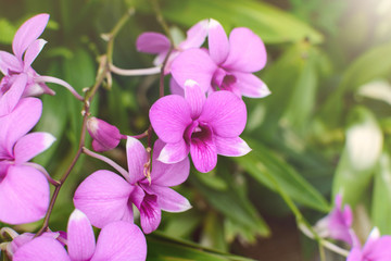 Naklejka na ściany i meble Beautiful purple orchid flower