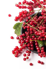 Red currant