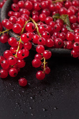 Red currant over black