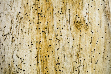 Stara drewniana kłoda pogryzione przez szkodniki