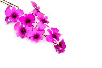 Branch of orchid flower isolated on white