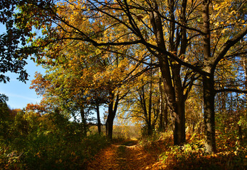 Fototapeta na wymiar Sunny colorful autumn, forest road
