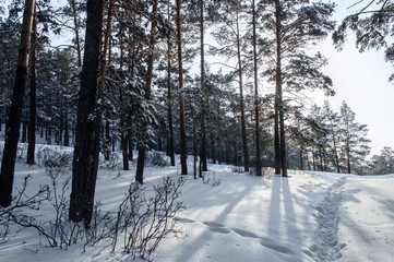 Birch and pine forest